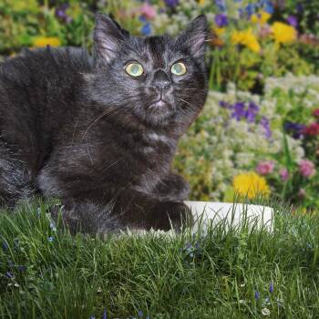 Stunning Blackheart -  Domestic Long Hair Cat for Adoption in Elizabeth, Pennsylvania - Stunning Blackheart | PetCurious