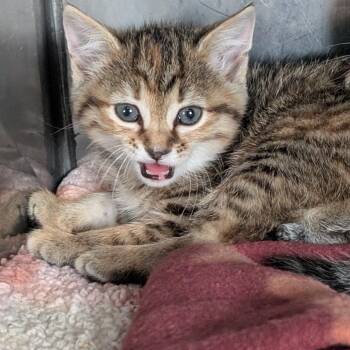 Domestic Short Hair Cats Available for Adoption in Jefferson City, Tennessee - Pixie | PetCurious
