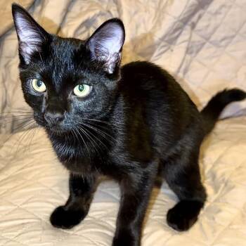 Binx -  Domestic Short Hair Cat for Adoption in Huntsville, Alabama - Binx | PetCurious