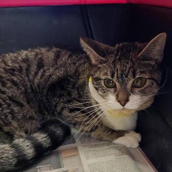 Domestic Short Hair Cats Available for Adoption - Moxie | PetCurious