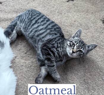 Rescue Domestic Short Hair Cats for Adoption in Berkeley Springs, West Virginia - Oatmeal | PetCurious