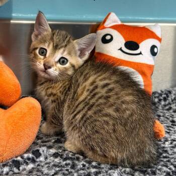 Domestic Short Hair Cats Available for Adoption in Mount Vernon, Indiana - Pixie | PetCurious