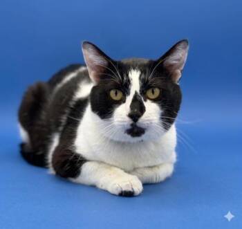 Domestic Short Hair Cats Available for Adoption in Bowling Green, Kentucky - Toenail | PetCurious
