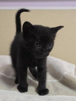 Smudge -  Domestic Short Hair Cat for Adoption in Vancouver, Washington - Smudge | PetCurious