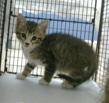 Domestic Short Hair Cats Available for Adoption - KRISSY | PetCurious