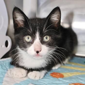 Domestic Short Hair Cats Available for Adoption in Briarcliff Manor, New York - Moose (suit) | PetCurious