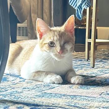 Al Capone -  Domestic Short Hair Cat for Adoption in Newark, New Jersey - Al Capone | PetCurious