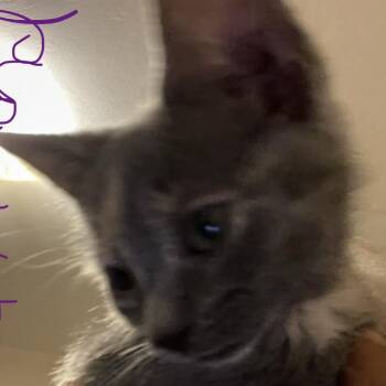 Diamond -  Domestic Short Hair Cat for Adoption in Bel Air, Maryland - Diamond | PetCurious