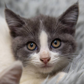 Rescue Domestic Short Hair Cats for Adoption in Gainesville, Georgia - Bart | PetCurious