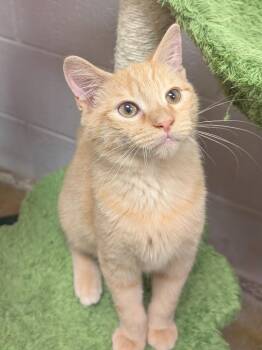 Cuddles -  Domestic Short Hair Cat for Adoption in Smithfield, North Carolina - Cuddles | PetCurious