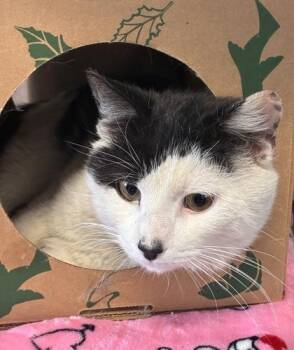 Domestic Short Hair Cats Available for Adoption in West Chester, Pennsylvania - Bobby Jay | PetCurious
