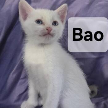 Bao -  Siamese Cat for Adoption in Webster, Texas - Bao | PetCurious
