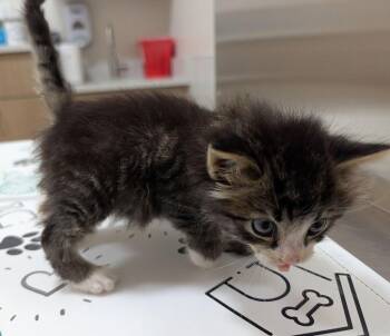 Tater Tot -  Domestic Short Hair Cat for Adoption in Chalfont, Pennsylvania - Tater Tot | PetCurious
