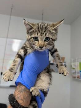 Kamari -  Domestic Short Hair Cat for Adoption in Bolivar, Missouri - Kamari | PetCurious