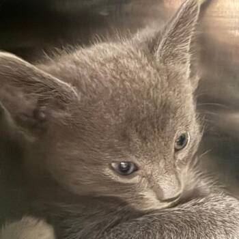 Sketch -  Domestic Short Hair Cat for Adoption in Las Vegas, Nevada - Sketch | PetCurious