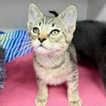 Capricorn -  Domestic Short Hair Cat Available for Adoption in Atlanta, Georgia - Capricorn | PetCurious