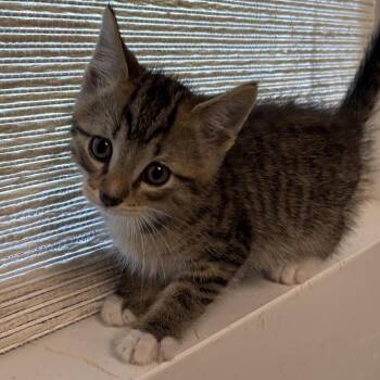 Sandal -  Domestic Short Hair Cat for Adoption in Naperville, Illinois - Sandal | PetCurious