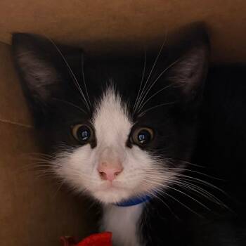 Gru -  Domestic Short Hair Cat for Adoption in Fairport, New York - Gru | PetCurious