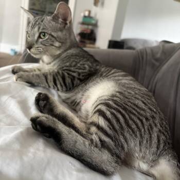 Rescue Domestic Short Hair Cats for Adoption in Buffalo, New York - Olive | PetCurious