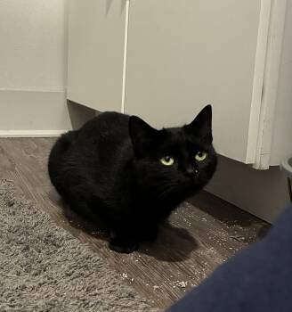 American Shorthair Cats Available for Adoption - Spooky | PetCurious