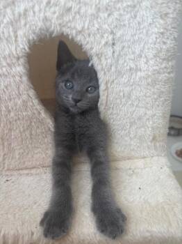 Stormy G -  Domestic Short Hair Cat for Adoption in Ogden, Utah - Stormy G | PetCurious