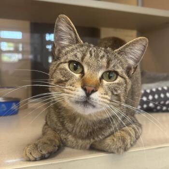 Fred -  Domestic Short Hair Cat for Adoption in Marshalltown, Iowa - Fred | PetCurious