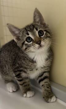 Domestic Short Hair Cats Available for Adoption in Newborn, Georgia - Clover  | PetCurious