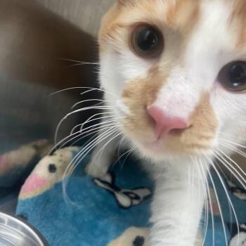 Domestic Short Hair Cats Available for Adoption in Long Beach, California - Milo | PetCurious