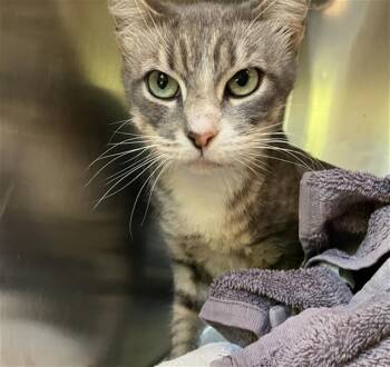 ROBIN -  Domestic Short Hair Cat for Adoption in Long Beach, California - ROBIN | PetCurious