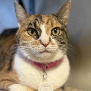 Domestic Short Hair Cats Available for Adoption - Patchwork | PetCurious