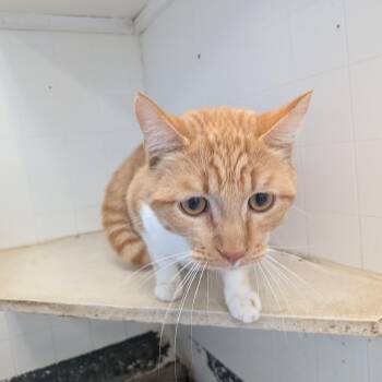 Domestic Short Hair Cats Available for Adoption in Hermiston, Oregon - Sunny  | PetCurious
