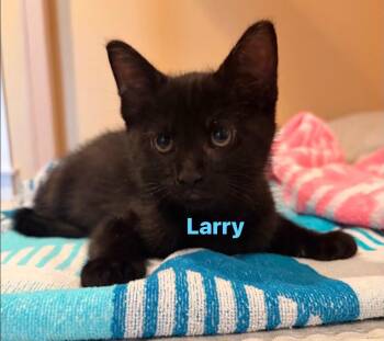 Larry -  Domestic Short Hair Cat for Adoption in Seaford, New York - Larry | PetCurious