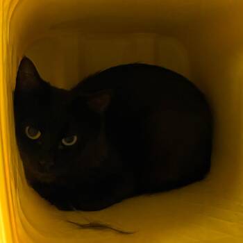 Emma -  Domestic Long Hair Cat for Adoption in Manhattan, Kansas - Emma | PetCurious