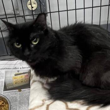 Domestic Medium Hair Cats Available for Adoption in Buffalo, New York - Genie | PetCurious