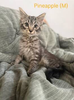 Rescue Domestic Medium Hair and Tabby Cats for Adoption in Clarksville, Tennessee - Pineapple | PetCurious