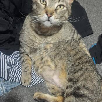 Tiger -  Domestic Short Hair and Tabby Cat for Adoption in Liverpool, Texas - Tiger | PetCurious