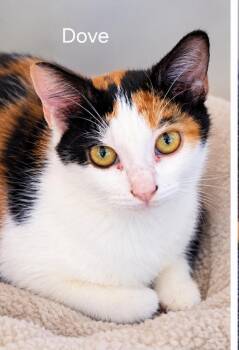 Dove -  Domestic Short Hair Cat for Adoption in Oviedo, Florida - Dove | PetCurious