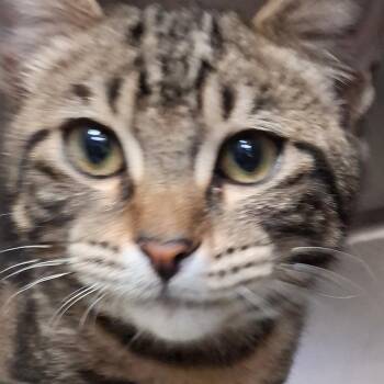 Manx Cats Available for Adoption - Koyga | PetCurious