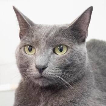 Xena -  Domestic Short Hair Cat for Adoption in Largo, Florida - Xena | PetCurious