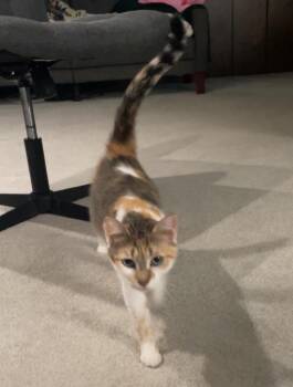 Persephone -  Domestic Short Hair Cat for Adoption in Taycheedah, Wisconsin - Persephone | PetCurious