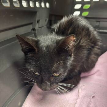 Rescue Domestic Short Hair Cats for Adoption in Saint Joseph, Missouri - Renner | PetCurious