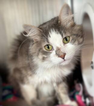 Rescue Domestic Short Hair Cats for Adoption in Sheboygan, Wisconsin - Tommy | PetCurious