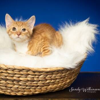 Rescue American Shorthair Cats for Adoption in Tipton, Indiana - Squash | PetCurious