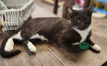Kitten 27933 (Reeses) -  Tuxedo and Havana Cat for Adoption in Parlier, California - Kitten 27933 (Reeses) | PetCurious