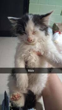 Domestic Long Hair Cats Available for Adoption in Burnsville, North Carolina - Flapdoodle | PetCurious