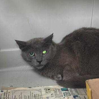 SVAS-Stray-38870 -  Domestic Short Hair Cat for Adoption in Lyndhurst, Virginia - SVAS-Stray-38870 | PetCurious