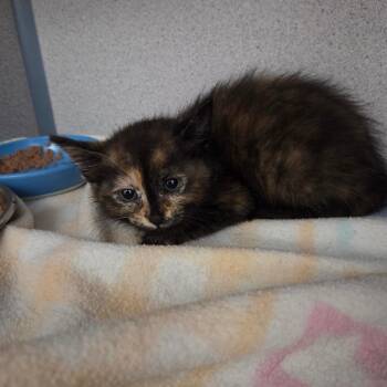 Morwenna -  Domestic Short Hair Cat for Adoption in North Battleford, Saskatchewan - Morwenna | PetCurious