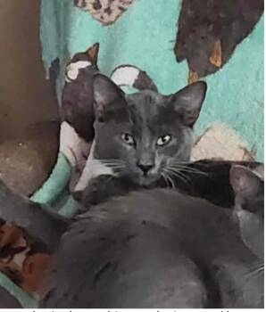 Rescue Domestic Short Hair Cats for Adoption in Warr Acres, Oklahoma - Daisy | PetCurious