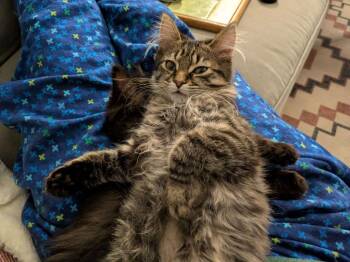 Domestic Long Hair Cats Available for Adoption - Naan / Nector | PetCurious