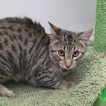 Bert -  Domestic Short Hair Cat for Adoption in Nashville, Tennessee - Bert | PetCurious